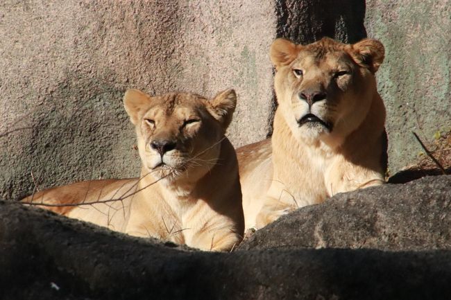 新春2019・静岡レッサーパンダ遠征（２）浜松市動物園（午前編）ジェフ 