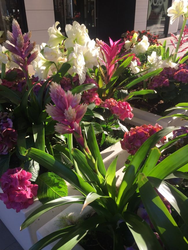 スタンフォード　ショッピングセンターで　カレッジの同期と会う、、（こういうの　とても苦手なのだが、、何故か　断れない、、一年に一回、、）　お花が綺麗な　ショッピングモールなので　みなさまにもおすすmでする、、ウィルクス・バシュフォード、ノードストロム、コンテナーショップ、クレート＆バレル、ニーマン・マーカス、ブルーミングデールにメーシーズ　などなど、、入ってる！　レストランも最近　増やしている！