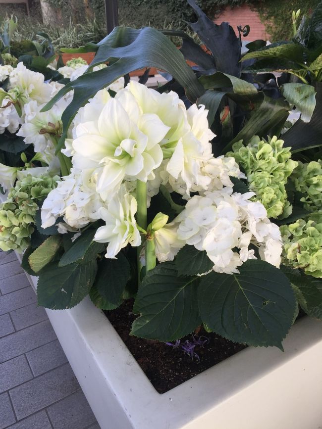 でかいアマリリス！　