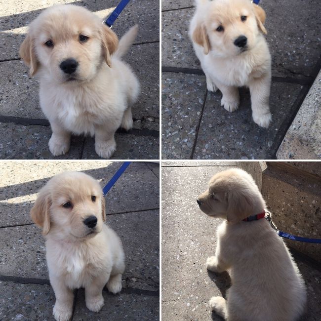 モールで一番　可愛くて　どこでも　ひとだかりができていたｗ<br />ダンカン君　８週間の　ラブラドールリトリバー<br />ラブちゃんのこの眉間にしわ的な顔が好きですえｗｗ<br />ラデラよりも犬が多かった！　犬と花が好きな人はもっと楽しいかもね