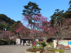 朝７時過ぎに自宅をスタートし、熱海の梅園には９時半に到着となりました。