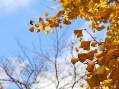 冬のゆるやかな青空に、深い黄色のイチョウの葉が映えます～