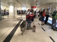 ベルリン中央駅構内にて
マラソンを終えて第二の目的地ハンブルクまで特急列車で移動します。ドイツは犬もゲージ無しで電車に乗れます。