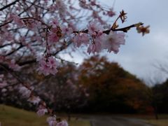 ここ新丸広場には十月桜があり、11月の終わりですが咲いていました。
紅葉と雨粒のセットで一枚。