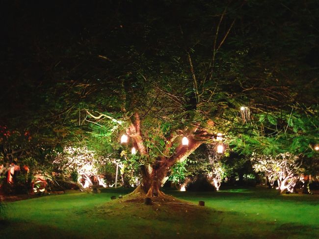 お部屋に行くまでの道に大きな木があり、夜はランプが灯ってオシャレでした。