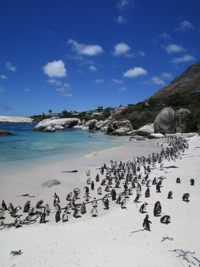 14k南アフリカの肖像 八角形カフリンクス 1700年 DATED ドイツ ニュルンベルク クリッペ（四角） 1ダカット金貨