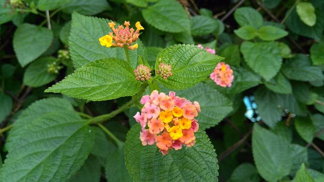 中を突っ切ってキャンパスの外に出て何もない道路をひたすら歩きます。<br />道路沿いのかわいいお花。