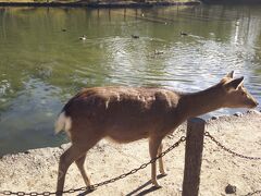 鏡池と鹿。