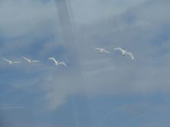 徳良湖に飛来する白鳥の家族