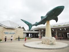 今日は美ら海水族館へ