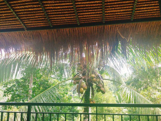 お店から見えるヤシの木。実がたくさんついています。