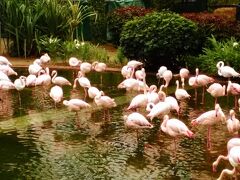 公園の一角にはフラミンゴが飼われている池が。平日に通った時には池の隅に固まっていましたが、休日には散らばってやる気を見せていました。営業上手なフラミンゴさんたち。