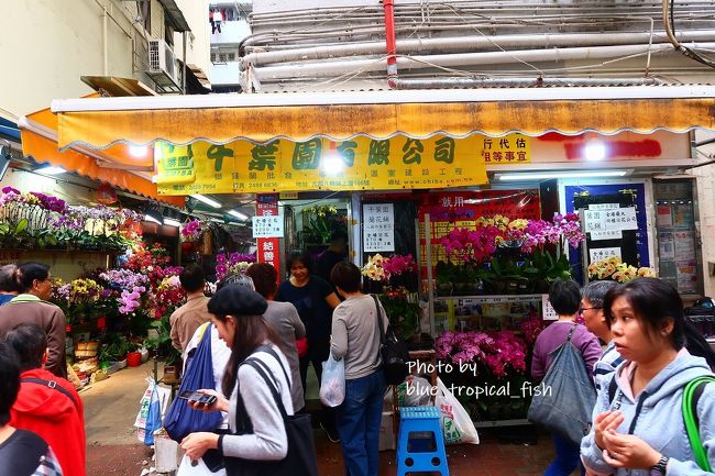 旧正月が近づいているので蘭の花を売っていました。