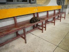 駅舎にさっそく猫ちゃん。くつろいでるね～。
さすが～猫村といわれる場所。
