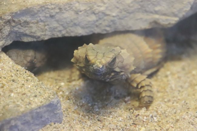 年始３日連休に２日通った埼玉こども動物自然公園 後編 最後にコツメカワウソの六つ子の赤ちゃんは見られた１日目の続き 姉妹展示のレッサーパンダで久しぶりのお外みやびちゃんやフタユビナマケモノとコアラもリベンジできた２日目 東松山 埼玉県 の旅行記 ブログ