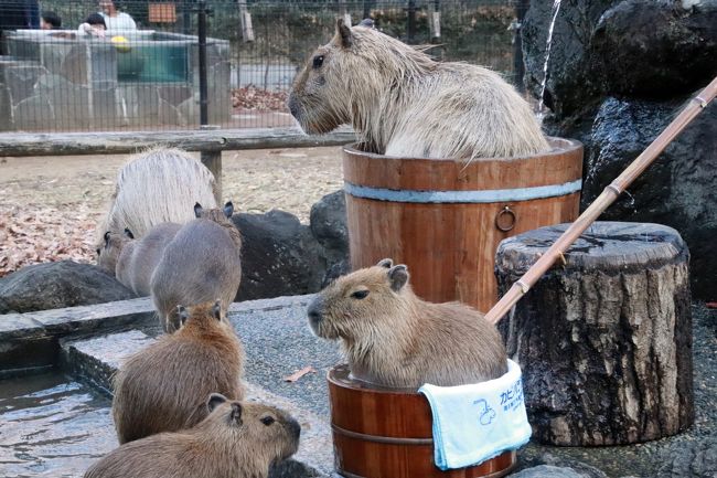 年始3日連休に2日通った埼玉こども動物自然公園 後編 最後にコツメカワウソの六つ子の赤ちゃんは見られた1日目の続き 姉妹展示のレッサーパンダで久しぶりのお外みやびちゃんやフタユビナマケモノとコアラもリベンジできた2日目 東松山 埼玉県 の旅行記 ブログ 年始3日連休に2日通った埼玉こども動物自然公園 後編 最後にコツメカワウソの六つ子の赤ちゃんは見られた1日目の続き 姉妹展示のレッサーパンダで久しぶりのお外みやびちゃんやフタユビナマケモノとコアラもリベンジできた2日目 東松山 埼玉県 の旅行記 ブログ