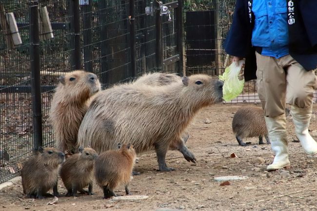 年始3日連休に2日通った埼玉こども動物自然公園 後編 最後にコツメカワウソの六つ子の赤ちゃんは見られた1日目の続き 姉妹展示のレッサーパンダで久しぶりのお外みやびちゃんやフタユビナマケモノとコアラもリベンジできた2日目 東松山 埼玉県 の旅行記 ブログ 年始3日連休に2日通った埼玉こども動物自然公園 後編 最後にコツメカワウソの六つ子の赤ちゃんは見られた1日目の続き 姉妹展示のレッサーパンダで久しぶりのお外みやびちゃんやフタユビナマケモノとコアラもリベンジできた2日目 東松山 埼玉県 の旅行記 ブログ