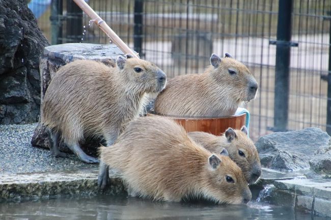 年始3日連休に2日通った埼玉こども動物自然公園 後編 最後にコツメカワウソの六つ子の赤ちゃんは見られた1日目の続き 姉妹展示のレッサーパンダで久しぶりのお外みやびちゃんやフタユビナマケモノとコアラもリベンジできた2日目 東松山 埼玉県 の旅行記 ブログ 年始3日連休に2日通った埼玉こども動物自然公園 後編 最後にコツメカワウソの六つ子の赤ちゃんは見られた1日目の続き 姉妹展示のレッサーパンダで久しぶりのお外みやびちゃんやフタユビナマケモノとコアラもリベンジできた2日目 東松山 埼玉県 の旅行記 ブログ