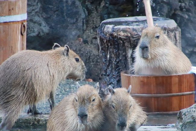 年始3日連休に2日通った埼玉こども動物自然公園 後編 最後にコツメカワウソの六つ子の赤ちゃんは見られた1日目の続き 姉妹展示のレッサーパンダで久しぶりのお外みやびちゃんやフタユビナマケモノとコアラもリベンジできた2日目 東松山 埼玉県 の旅行記 ブログ 年始3日連休に2日通った埼玉こども動物自然公園 後編 最後にコツメカワウソの六つ子の赤ちゃんは見られた1日目の続き 姉妹展示のレッサーパンダで久しぶりのお外みやびちゃんやフタユビナマケモノとコアラもリベンジできた2日目 東松山 埼玉県 の旅行記 ブログ