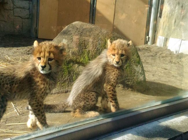 チーターのふわふわ5つ子ちゃんと オランウータンの赤ちゃん キューの
