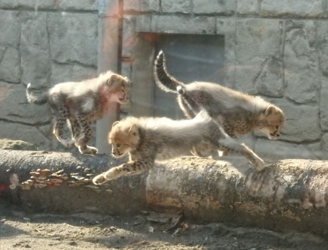 ベビチッチ2体とオランウータンの赤ちゃん2体 ベビチッチ2体とオランウータンの赤ちゃん2体 - メルカリ