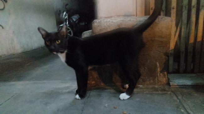 パパは留守番17 バンコクで猫喫茶をはしごする バンコク タイ の旅行記 ブログ By ねこおばさんさん フォートラベル パパは留守番17 バンコクで猫喫茶をはしごする バンコク タイ の旅行記 ブログ By ねこおばさんさん フォートラベル