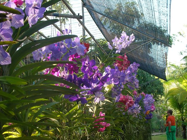 すぐ近くのオーキッドファーム(20B)の蘭も実に見事で、ため息が漏れた。<br />