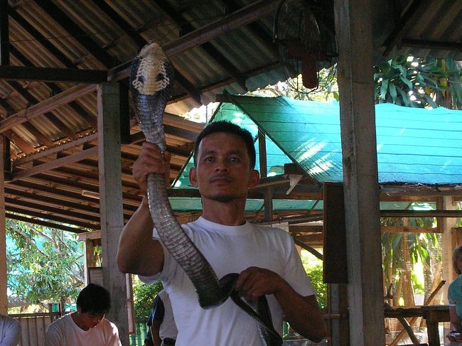 キングコブラなど大小取り混ぜて三種類ほどのヘビが登場したが、「この箱には優に5mほどジャンプするヘビがいるので皆さん注意を」と大げさに言い、やおら引っ張り出して客席に投げるが、実は紐だったりして・・・・。