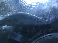 シドニー水族館