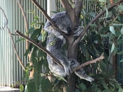 ワイルドライフ シドニー動物園
