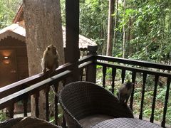 さてとバルコニーで猿の餌付け(笑)