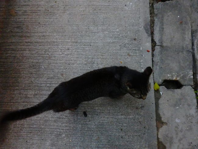 夜明けのシエラちゃん<br />足元にスリスリしてきて写真が撮れません