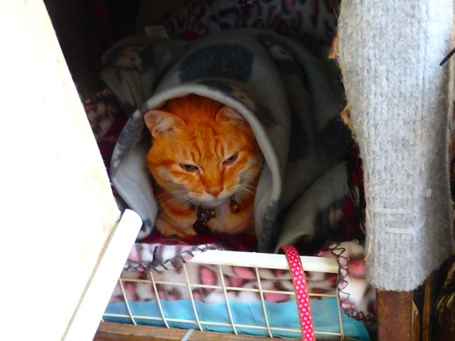 亜来、寒いかい？<br />また来るからねー