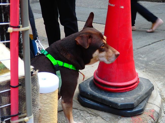 お友達のチョコさんです（チョコレート色だからね）<br />ものすごくおとなしくて亜宝も全然気にしてません。<br /><br />マリーさんに<br />「またあさってね」とご挨拶しておいとまします。