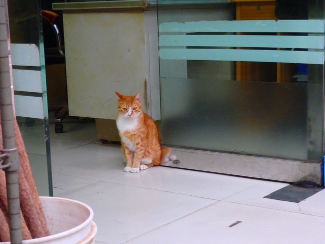 ここからしばらく青蛙さんとパトロールです。<br />お父さん大好きさん。