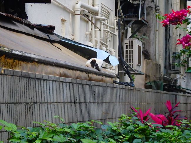 この人どうなってるの？！<br /><br />と、見えるところまで回って「なあんだ」となって、その写真がない（青蛙さんもなぜか撮っていない）