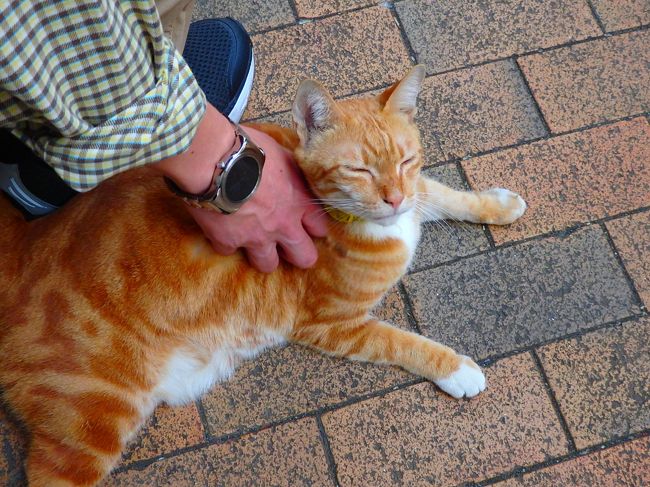 青蛙さんにこねくりまわされる人