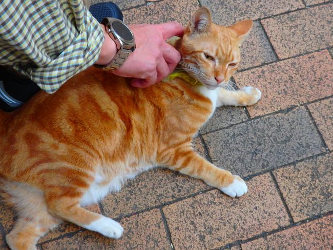 と、こねくりまわしが終わらないので（うそ）青蛙さんとはここでお別れします。<br />また明日の朝ねー