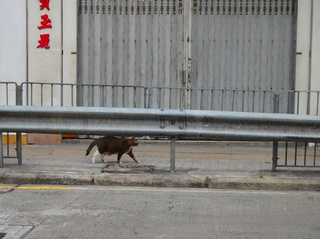 まめちゃん、ホントにやめてそこ歩くの！！！<br />（この手前まではガードレールの外歩いてました）