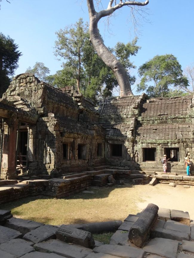 この枯れ木のように見えるのは、ガジュマル<br />乾季は幹のみですが、雨季になると青々とした葉っぱが出てくるんですって！