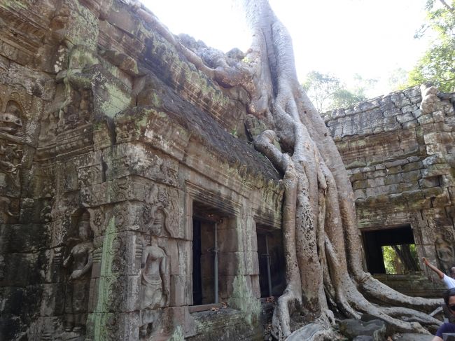 後ろ側に回ると、こんなに遺跡に絡みついています<br />