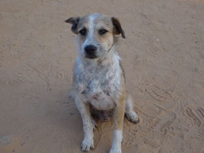 ワンコも惚れ惚れ（笑）