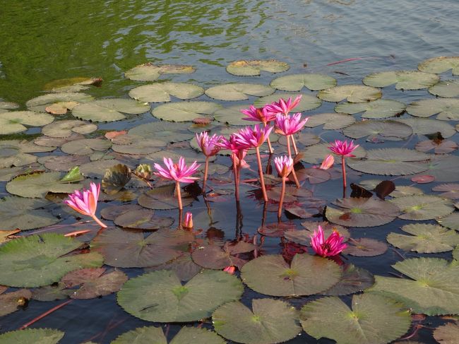 ピンクの睡蓮の花言葉は「信頼」<br />