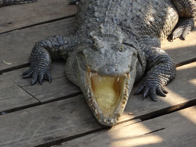 ワニだ～！<br />顎が開いたまま、閉まりません（笑）