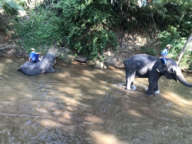 翌日の観光<br /><br />像のキャンプ