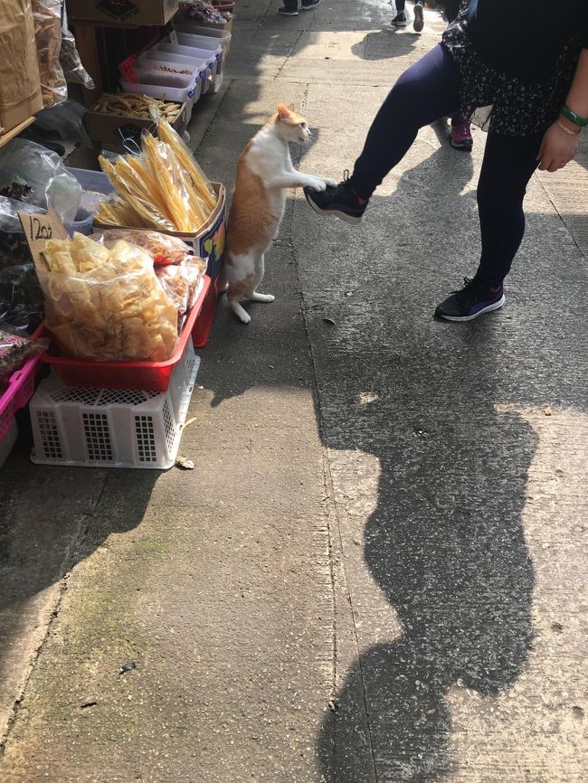 この女の人が、足で猫を蹴ったりしています。<br />荒っぽいけど一応遊んでいるらしい・・・猫もコーフンしています。<br /><br />このあと自分が手を出したらコーフンついでに噛まれました(^^ゞ