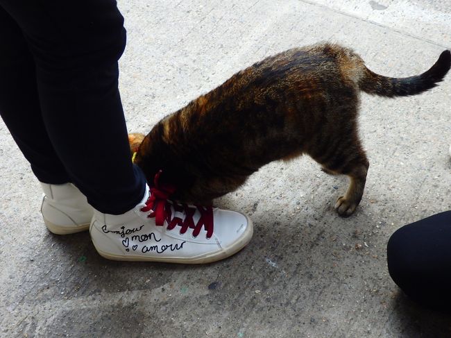 マネーは、近所の子？と遊んでました