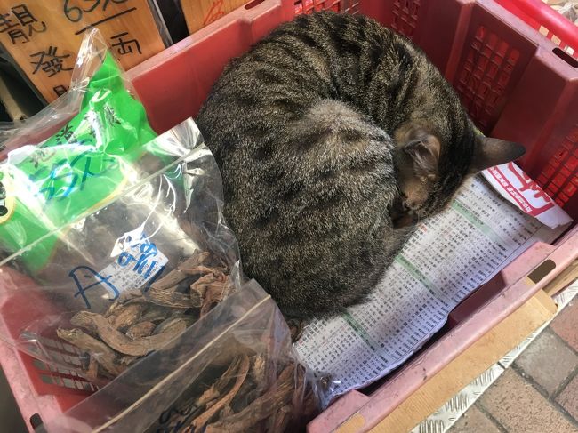 ちぇっ・・<br /><br />この子はしびひろ街市の子かな<br />