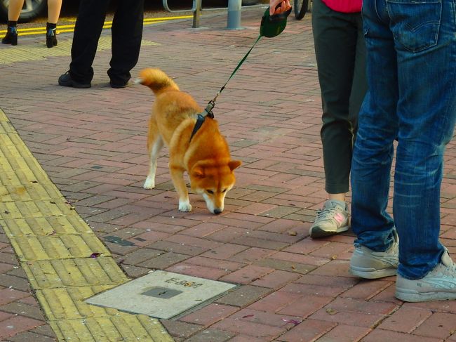 わんこ、とくに日本犬の散歩風景を見ると、近づきたくなる。<br />この子も道の向こう――の方にいたんだけど、わざわざ見に来た（ホントヒマ人）