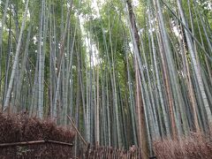 10:15　竹の小径を歩きます。